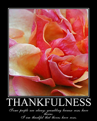 Verges-Thankfulness-flower